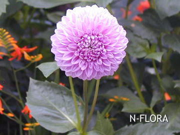 夏にお花屋さんで買える花を写真付きで掲載